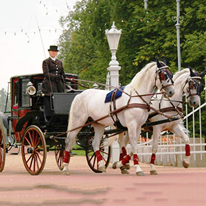 A professional rider on a horse